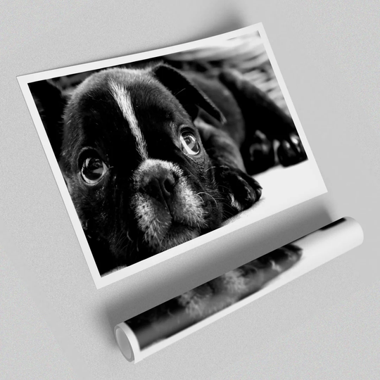 'French Bulldog Puppy Wild Life' - Graphic Art Print on Paper