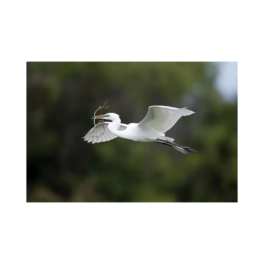 Great Egret Carrying Nesting Material, Florida by Tom Vezo - Wrapped Canvas Painting