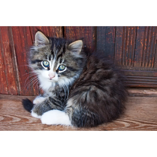 Long Haired Kitten
