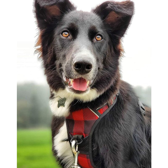 Dog Harness L Red Checks Arnais Anti Traction Reflective Adjustable Vest for Large Dogs, Tie in Front Leash Hook for Car Ride American Staff Border