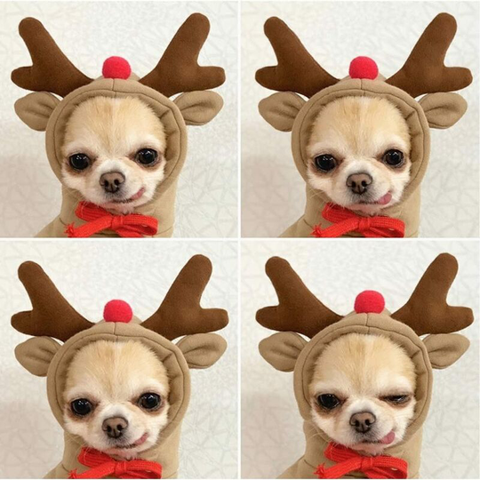 Dog Hoodie, Cute Dogs Hooded Sweatshirt, Warm Clothes for Small Medium Pet Dog Cat (Reindeer, Medium)