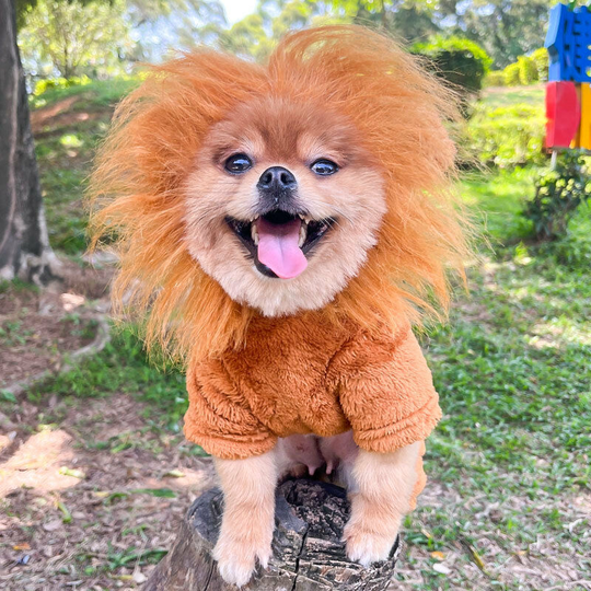 Pet into Lion Costume Autumn and winter flannel four-legged warm dog cat pet supplies method teddy bear lion turned clothes series of pet