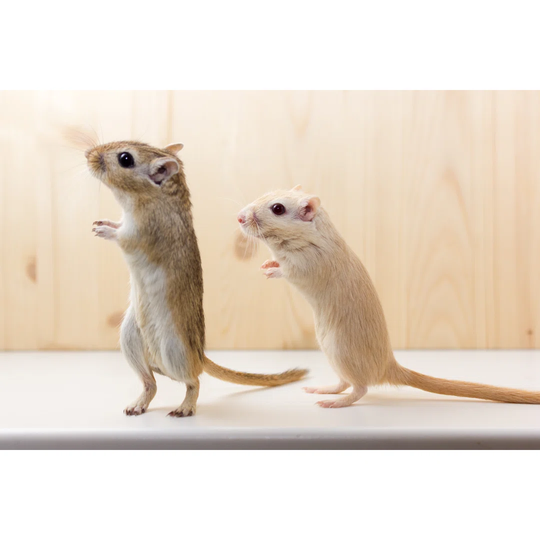 Gerbil - Cute Pet - Wrapped Canvas Graphic Art