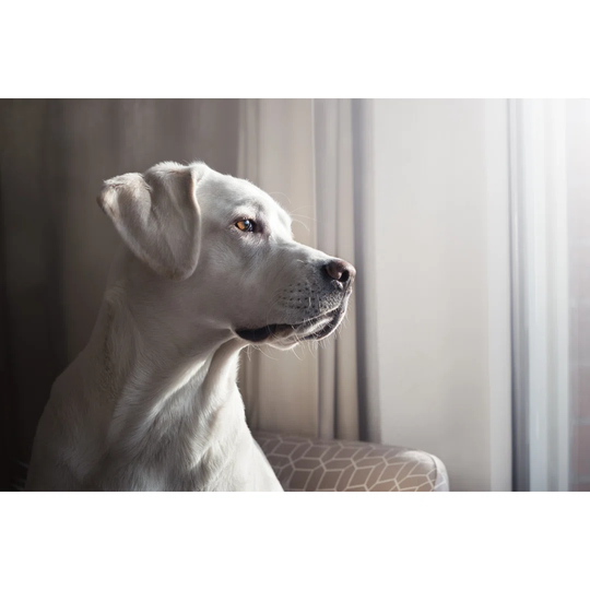 Pretty Labrador Retriever Dog Puppy Looks Out of a Window in a Flat - Wrapped Canvas Photograph