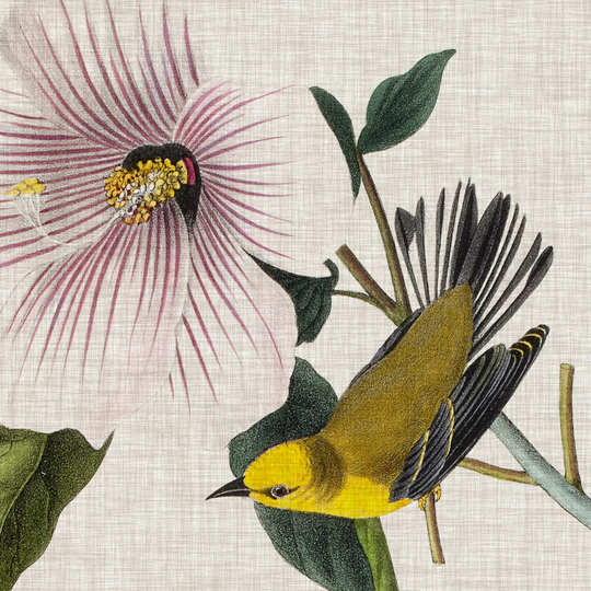 Avian Crop V by John Audubon - Wrapped Canvas Art Prints