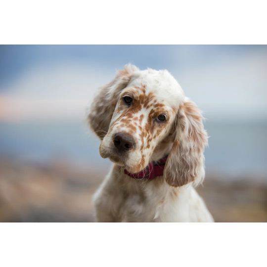 Pictures Of English Setter Puppies.