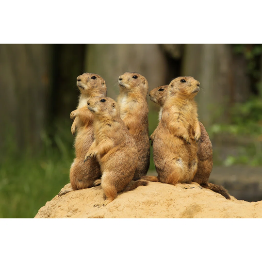 Group of Prairie Dogs Standing Upright - Wrapped Canvas Photograph