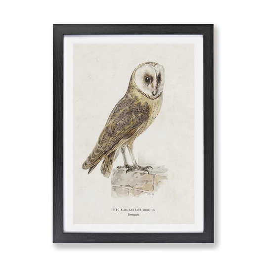 'Perched Dragonfly' - Picture Frame Painting Print on Paper