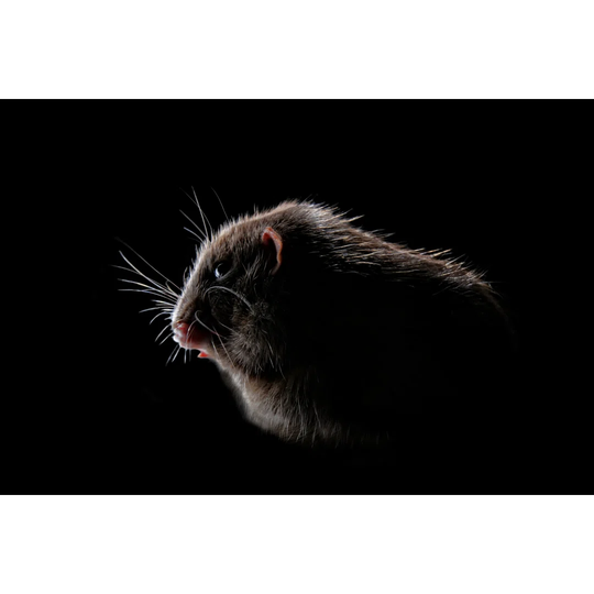 Shadow Portrait of a Rodent Isolated on Black Background by Lightspruch - Wrapped Canvas Photograph