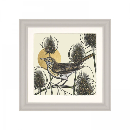 Song Thrush