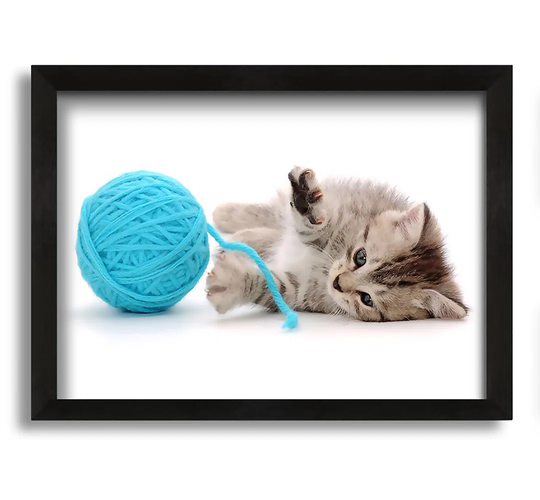 Kitten Cat Fun - Picture Frame Photograph on Canvas