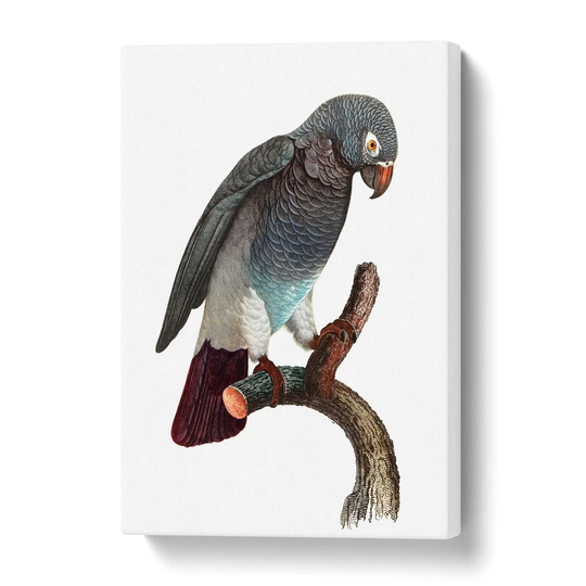 'Grey Parrot Perched' by F. Levaillant - Wrapped Canvas Painting Print