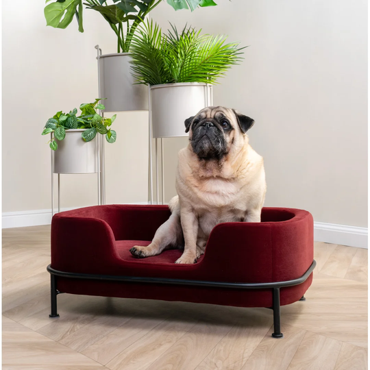 Puffed Dog Sofa
