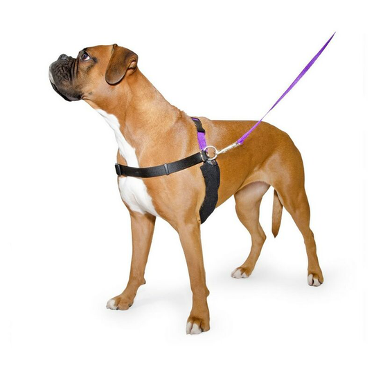 Pdl Dog Harness And Lead Set (l) (Black/Purple) - Black/Purple - Ancol
