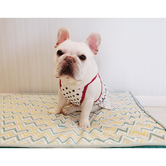 French doodle clothes pug short fat dog summer cool small polka dot halter piggyback sarong m (chest 50-54', body length 28' suitable for weight