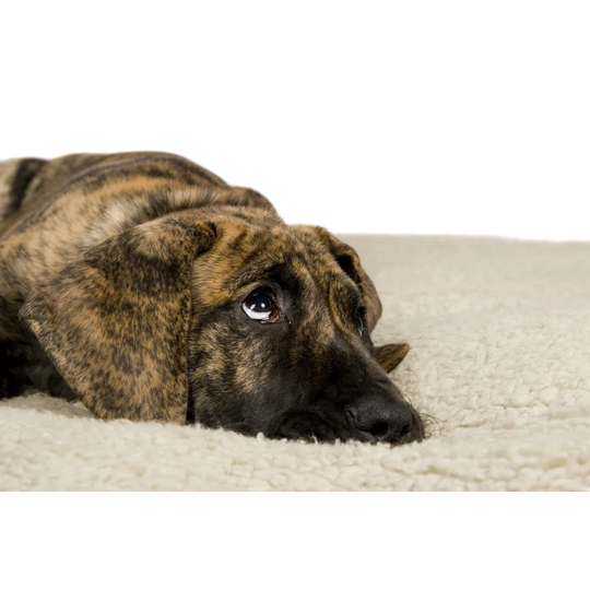Great Dane Puppy - Wrapped Canvas Photograph