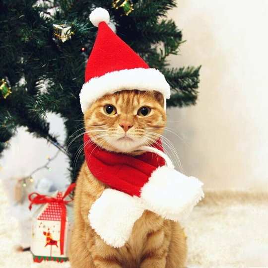 Cat Santa Hat with Scarf - Puppy Dog Cat Santa Hat Christmas Costume Set (Christmas Hat)