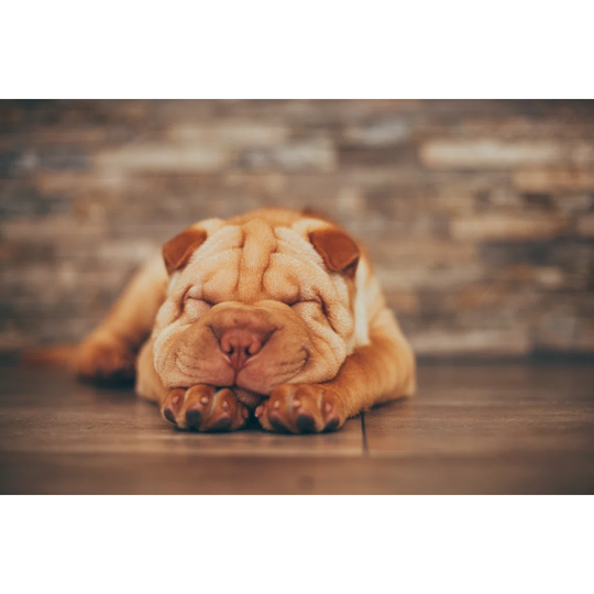 Shar Pei Puppy Sleeping On The Floor