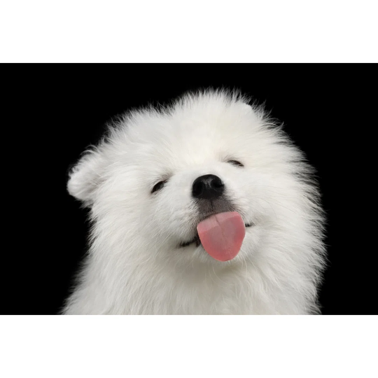 Samoyed Puppy