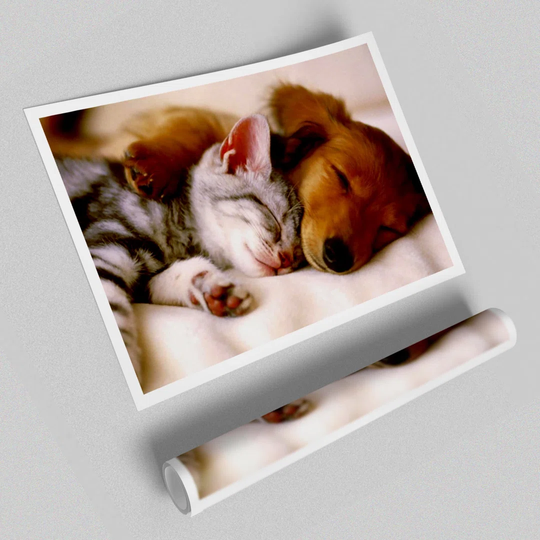 Cute Kitten and Puppy - Photograph Print on Paper