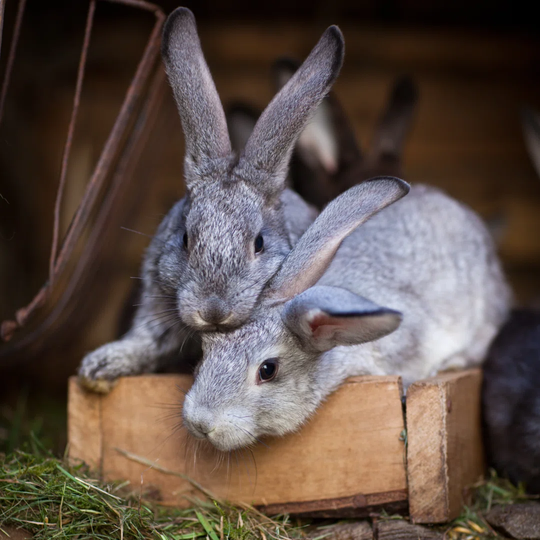 Young Grey Rabbits on a Wooden Crate Ready to Have Lunch - Wrapped Canvas Photograph