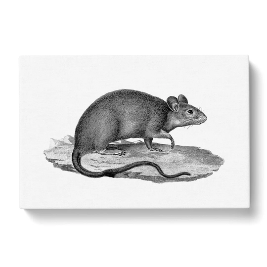 Rat Illustration - Wrapped Canvas Drawing Print