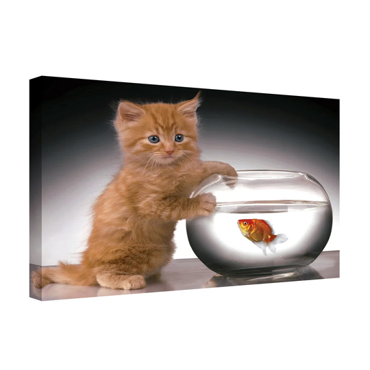 Cute Ginger Kitten And Goldfish In A Bowl Wrapped Canvas Photograph 30" X 20"