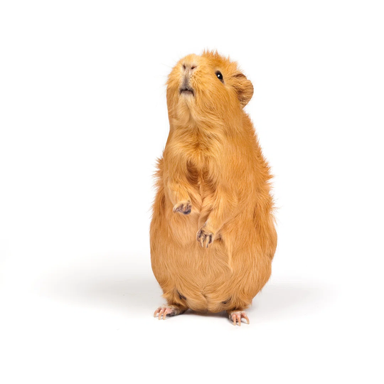 Brown Guinea Pig