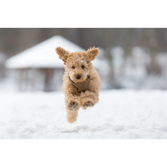 Poodle Puppy Is Jumping in the Snow by Krisztian Juhasz - Wrapped Canvas Photograph