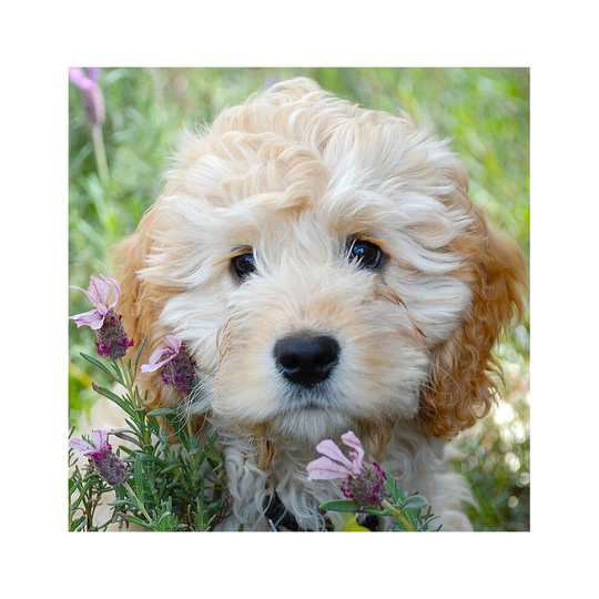 Puppy Dog Greeting Card