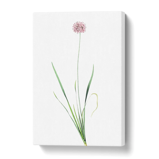 'Mouse Garlic Flower' by Pierre-Joseph Redoute - Wrapped Canvas Painting Print