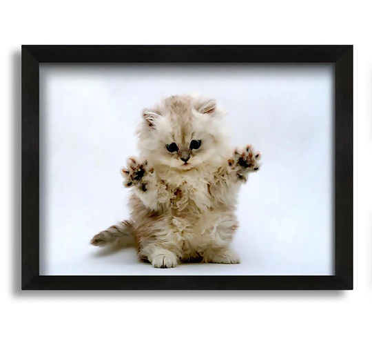 Cute Kitten Paws - Picture Frame Photograph on Canvas