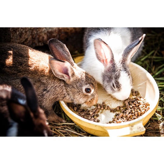 Rabbits Eat - Wrapped Canvas Photograph
