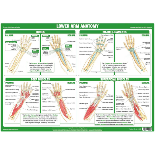 (A3 PVC Laminated) Hand and Wrist Anatomy Poster
