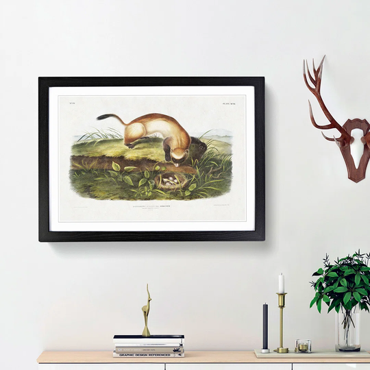 Black-Footed Ferret by J.W. Audubon - Picture Frame Art Print