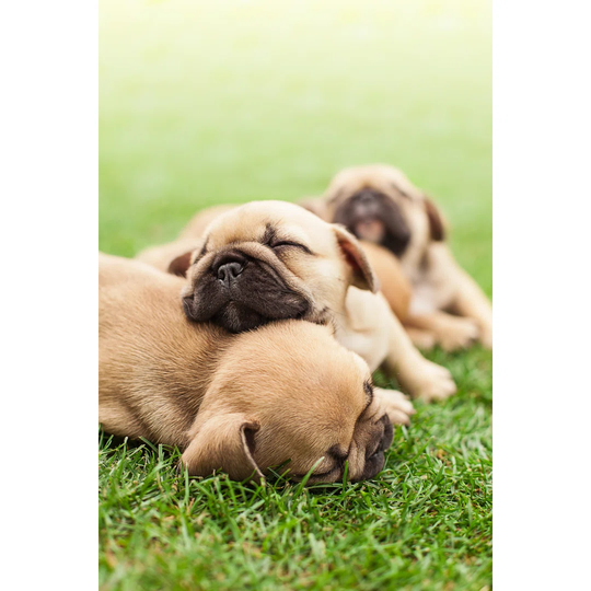 Little Sleeping French Bulldog Puppies - Wrapped Canvas Photograph