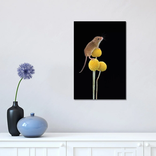 Smile for the Camera Harvest Mouse by Dean Mason - Photograph Print on Canvas