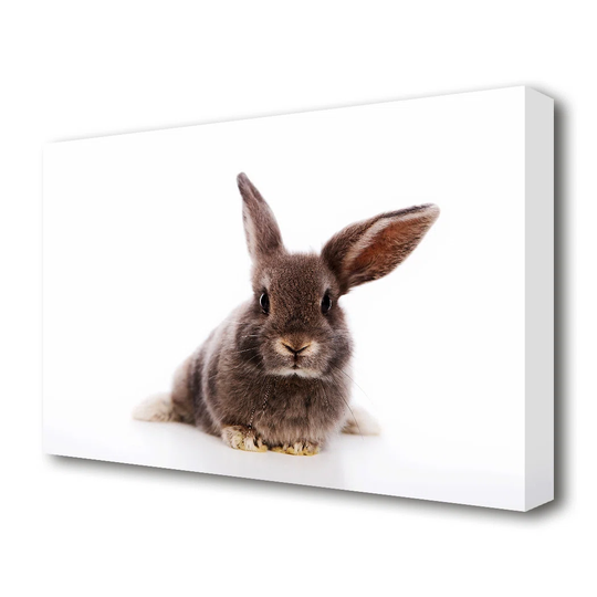 Curiosity Bunny Wildlife - Wrapped Canvas Graphic Art Print