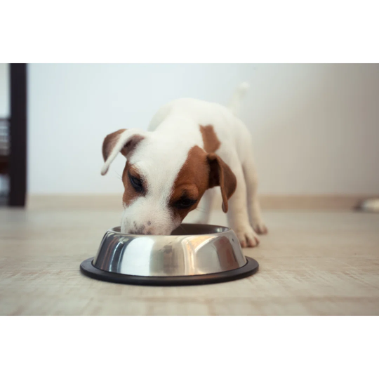 Puppy Eating