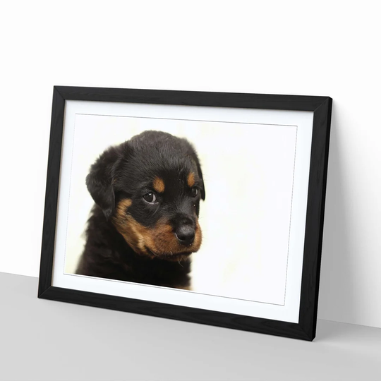 'Rottweiler Puppy Dog' Framed Photographic Print
