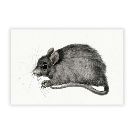 'A Mouse' by Jean Bernard - Unframed Painting Print on Paper