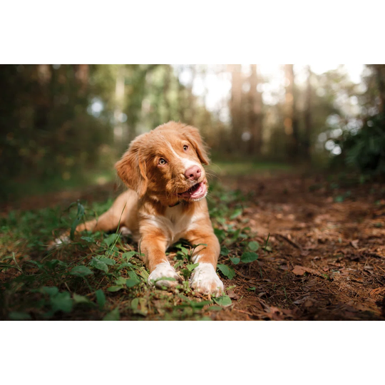 Smiling Puppy Nova Scotia Duck Tolling Retriever by Anna-av - Wrapped Canvas Photograph