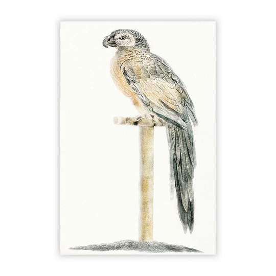 'Perched Parrot' by Johan Teyler - Unframed Painting Print on Paper