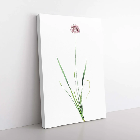 Mouse Garlic Flower by Pierre-Joseph Redoute - Wrapped Canvas Painting