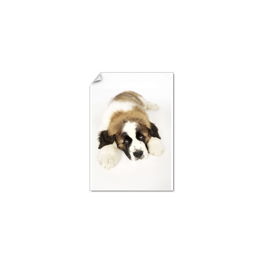 (A3 (42x30cm)) JD-19829-M St Bernard Dog - 14 week old puppy (Poster Print)