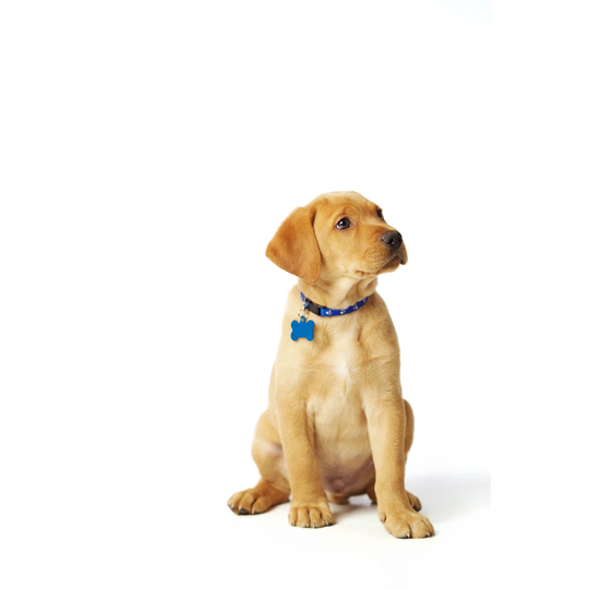 Proud Labrador Puppy