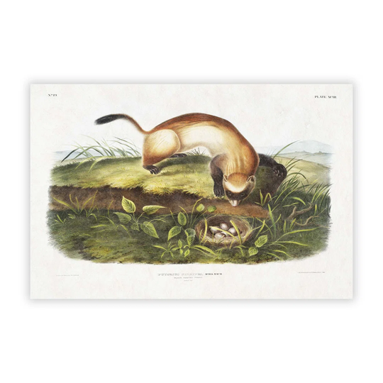 'Black-Footed Ferret' by J.W. Audubon - Unframed Painting Print on Paper