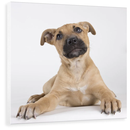 Tan Mastiff Puppy - Photograph Print