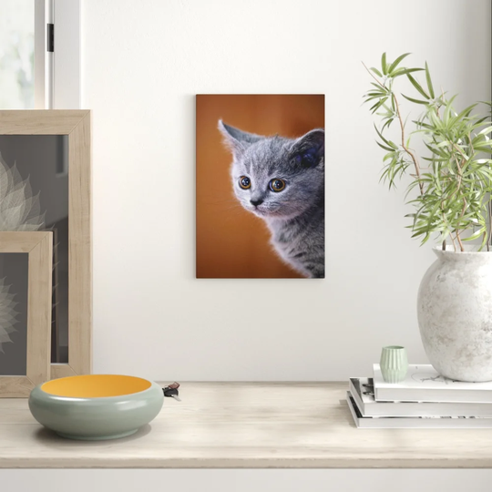 Blue British Shorthair Kitten Cat Photographic Print on Canvas