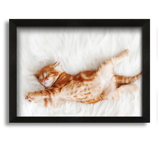 Kitten Cat Belly - Picture Frame Graphic Art on Canvas